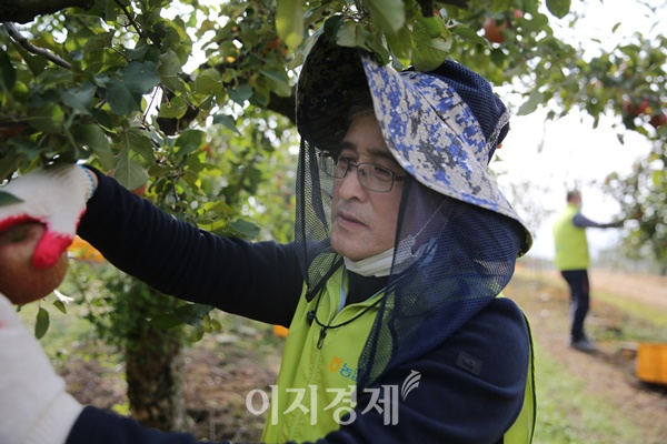 홍재은 NH농협생명 대표이사가 사과를 수확하고 있다. 사진=NH농협생명