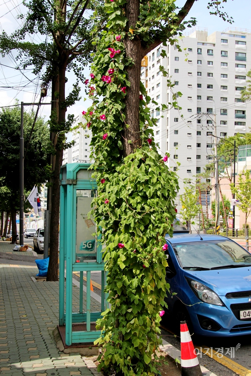 반면, 지난주 낮 최고 기온이 30도 초반을 기록할 때 서울 도심에서 잡은 나팔꽃은 아스팔트에서 올라오는 열기까지 더해 시들하다. 나팔꽃은 대표적인 여름 꽃으로 길이 3m의 덩굴성 식물이다. 꽃은 7~8월에 피며 푸른색을 띤 자주색, 흰색, 붉은색 등 여러 가지 색이 있고, 꽃대에 1~3송이씩 꽃이 달린 채로 줄기가 왼쪽으로 물체를 감아 올라간다. 사진=정수남 기자
