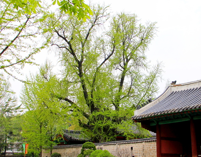 수령 500년이 넘은 서울 종로 성균관 안에 있는 은행나무. 사진=정수남 기자