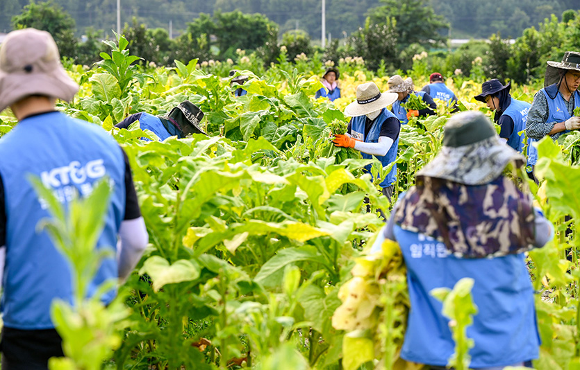 KT&G 임직원들이  경북 문경시 가은읍에 위치한 잎담배 농가를 방문해 수확 봉사를 진행했다. 사진은 잎담배 수확 봉사활동 현장. 사진=KT&G