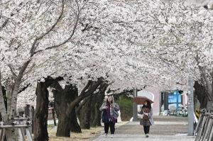 [현장] 서울 여의도 윤중로에 만개한 황홀한 '벚꽃' 터널