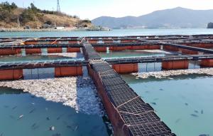 [이지 보고서] 지난해 양식 광어 생산량 4000t↓…폭염·한파 영향