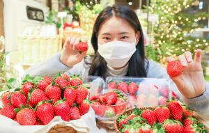 [이지경제의 한 컷] 제철 맞은 신품종 딸기 ‘홍희’ 맛보세요