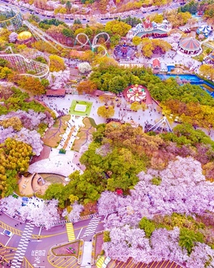 이랜드 테마파크 이월드, 최대 벚꽃축제 ‘라라랜드’ 선보여