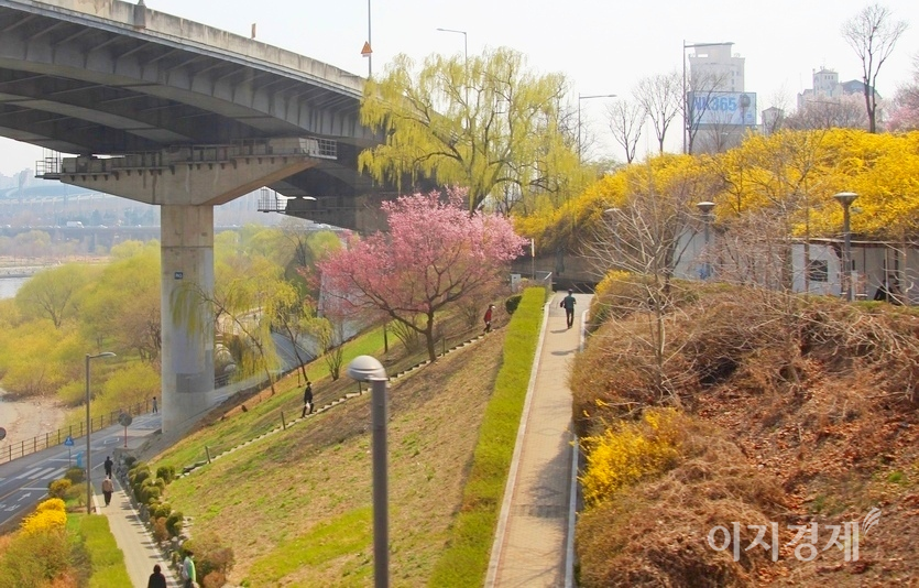 25일 코로나19 누적확진자 10만명 돌파가 유력한 가운데, 서울 한강변에 봄 꽃들이 만개했다. 갯가 버드나무에는 물이 올랐다. 서울지하철 7호선을 타고 가다 청담대교 남단을 잡았다. 사진=양지훈 기자