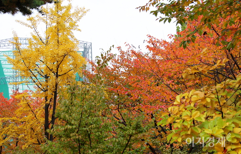 나뭇잎이 색색으로 물들었다. 사진=김진이 기자