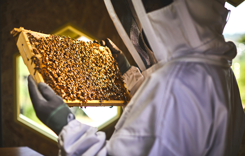 한화그룹이 태양광 전력을 활용한 벌집 솔라비하이브를 공개했다. 솔라비하이브에 꿀벌이 입주한 모습. 사진=한화그룹