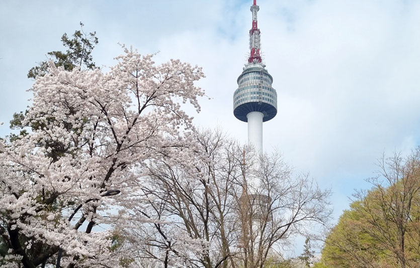 N서울타워가 4년 만에 돌아온 ‘노마스크’ 봄을 맞아 ‘블러썸 타워’를 콘셉트로 한 벚꽃 페스티벌을 개최한다. 사진=